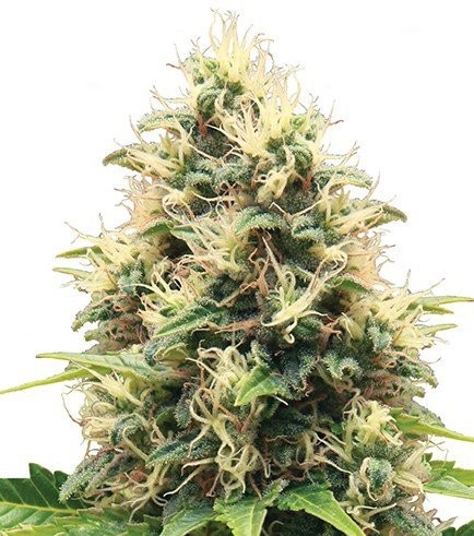 Critical Mango (Zativo Seeds)