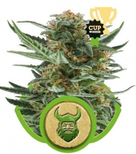 Royal Dwarf (Royal Queen Seeds)