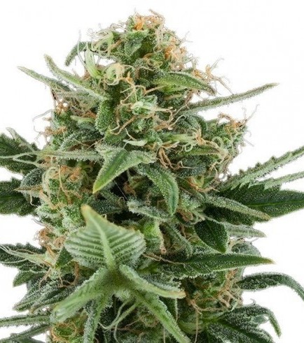 Royal Dwarf (Royal Queen Seeds)