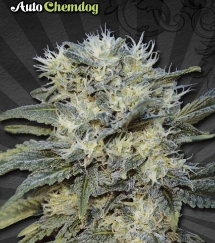 Auto Chemdog (Auto Seeds)