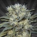 Auto Chemdog (Auto Seeds)