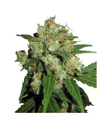 Sensi Skunk (Sensi Seeds)