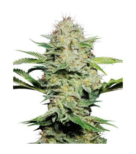 Sensi Skunk Automatic (Sensi Seeds)