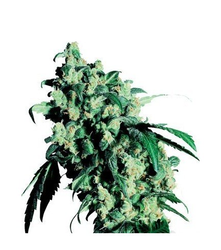 Super Skunk (Sensi Seeds)