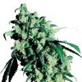 Super Skunk (Sensi Seeds)