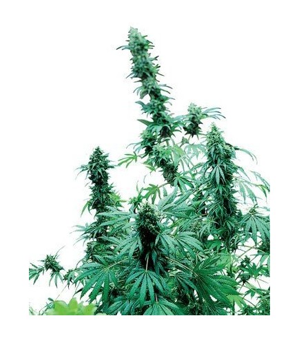 Early Skunk (Sensi Seeds)