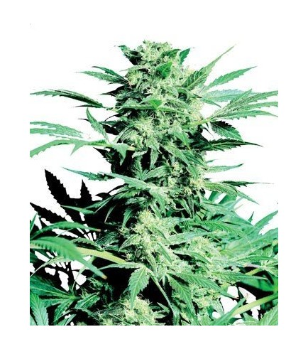 Shiva Skunk (Sensi Seeds)