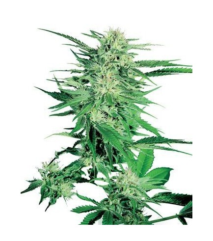 Big Bud (Sensi Seeds)