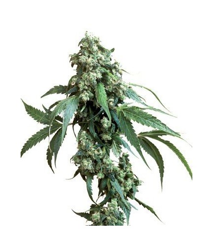 Jack Flash 5 (Sensi Seeds)