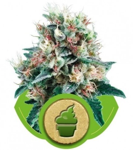 Royal Creamatic (Royal Queen Seeds)