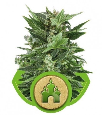 Royal Kush Automatic (Royal Queen Seeds)