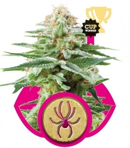 White Widow (Royal Queen Seeds)