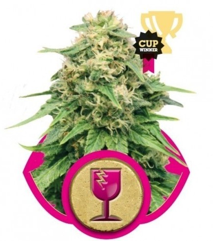 Critical (Royal Queen Seeds)