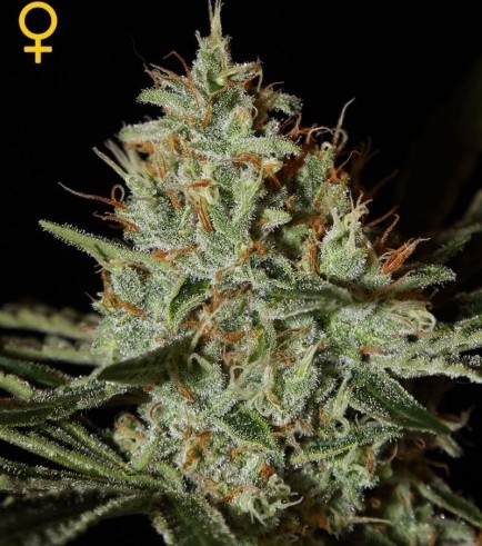 Alaskan Ice (Greenhouse Seeds)