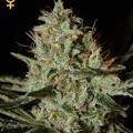 Alaskan Ice (Greenhouse Seeds)