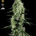 Super Silver Haze (Greenhouse Seeds)