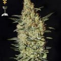 Neville's Haze (Greenhouse Seeds)