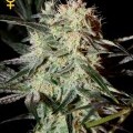 Arjan's Strawberry Haze (Greenhouse Seeds)