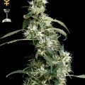 Arjan's Ultra Haze 2 (Greenhouse Seeds)