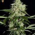 Northern Lights Autoflowering (Greenhouse Seeds)