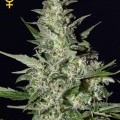 Super Critical Autoflowering (Greenhouse Seeds)