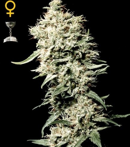 White Rhino (Greenhouse Seeds)