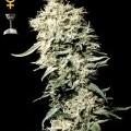 White Rhino (Greenhouse Seeds)