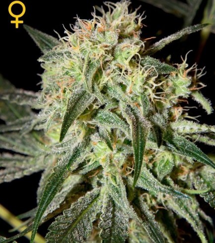 Damn Sour (Greenhouse Seeds)