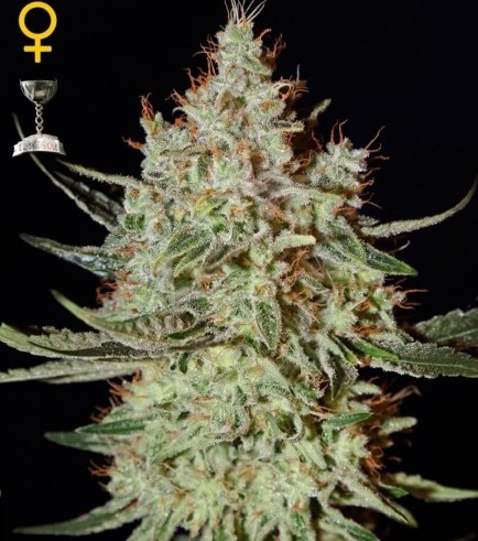 K-Train (Greenhouse Seeds)