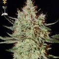 K-Train (Greenhouse Seeds)