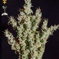 NL5 Haze Mist (Greenhouse Seeds)