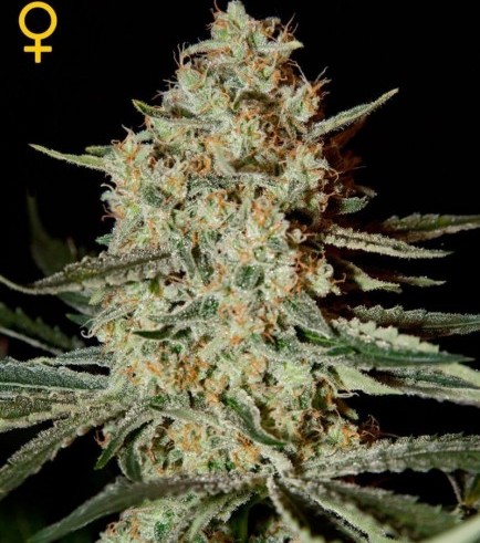 Himalaya Gold (Greenhouse Seeds)