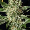 Ladyburn 1974 (Greenhouse Seeds)