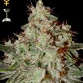 Lemon Skunk (Greenhouse Seeds)