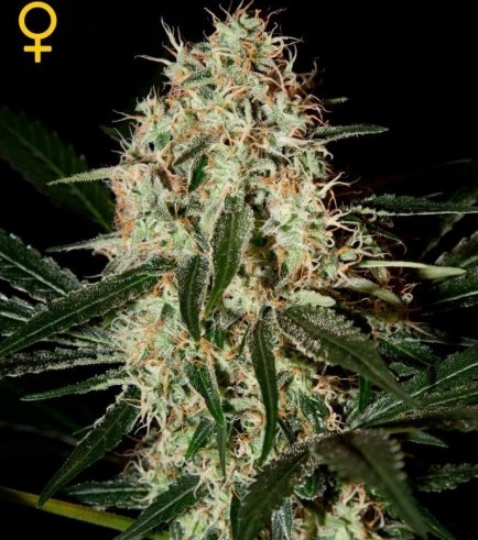 Arjan's Haze 3 (Greenhouse Seeds)