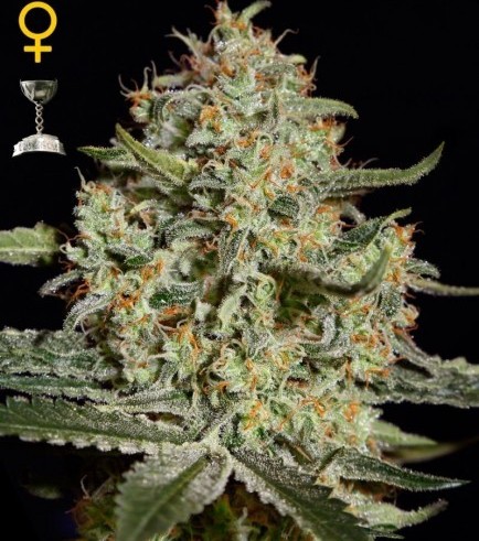 Big Bang (Greenhouse Seeds)