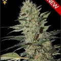 Exodus Cheese Autoflowering (Greenhouse Seeds)