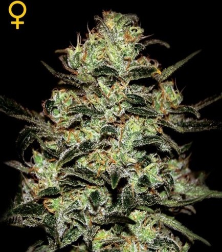 Moby Dick (Greenhouse Seeds)