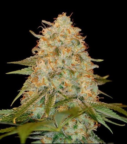 LA Chocolat (DNA Genetics)