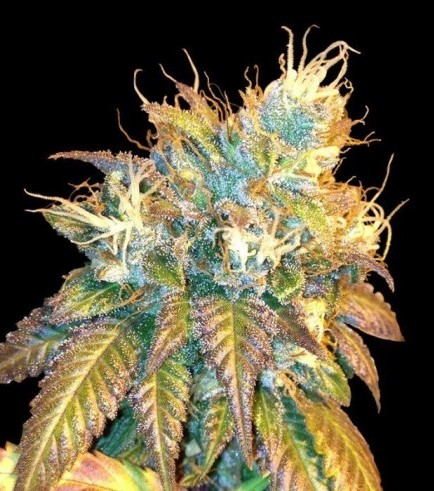 Sour Secret (DNA Genetics)