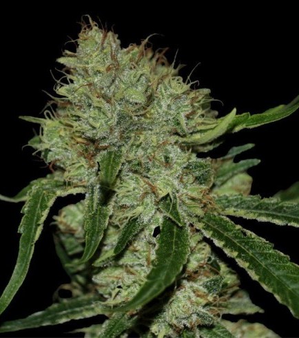 Tangilope (DNA Genetics)