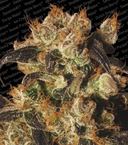 White Berry (Paradise Seeds)