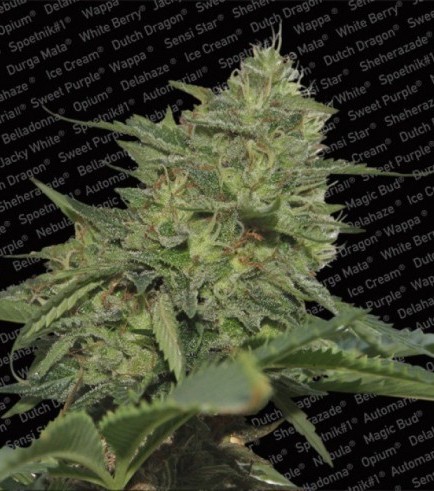 Original Cheese (Paradise Seeds)