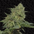 Original Cheese (Paradise Seeds)