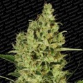 Delahaze (Paradise Seeds)