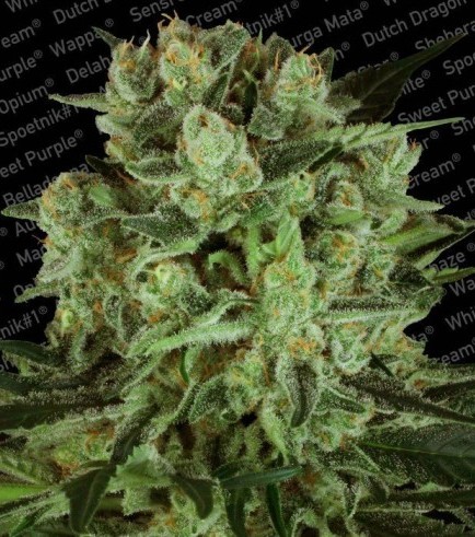 Durga Mata II CBD (Paradise Seeds)