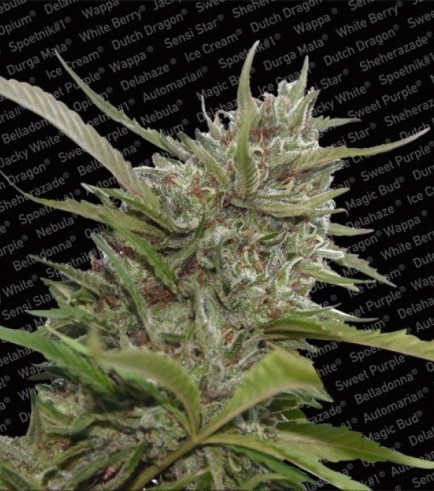 Auto Whiteberry (Paradise Seeds)