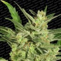 Automaria II (Paradise Seeds)