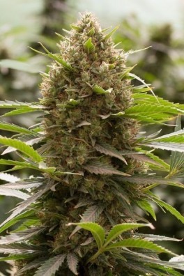 Amnesia Kush