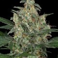 Cheese Autoflowering (Dinafem)